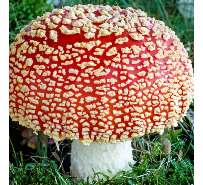 Мухомор червоний (капелюшки 50 г) / Врожай 2025 р/ Amanita Muscaria